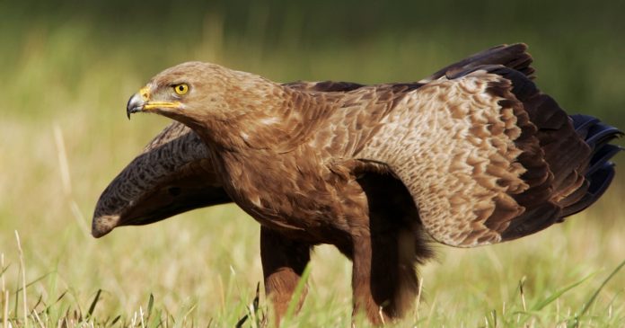 can-artificial-intelligence-save-these-rare-eagles-from-wind-turbines?