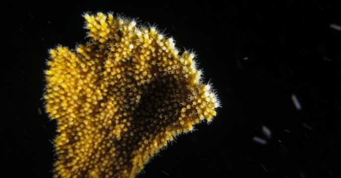 these-scientists-tried-a-coral-breeding-moonshot—and-it-worked