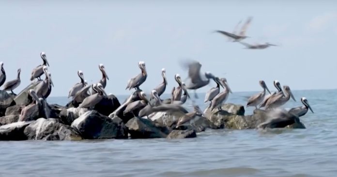 brown-pelicans-suffer-as-climate-change-erases-gulf-coast-islands