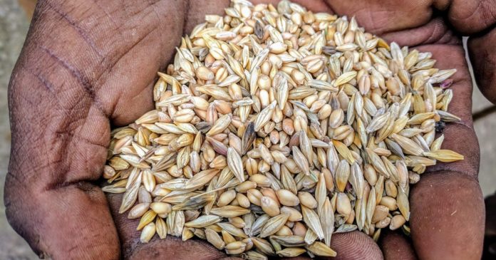 this-nearly-lost-ancient-grain-tradition-could-be-the-future-of-farming