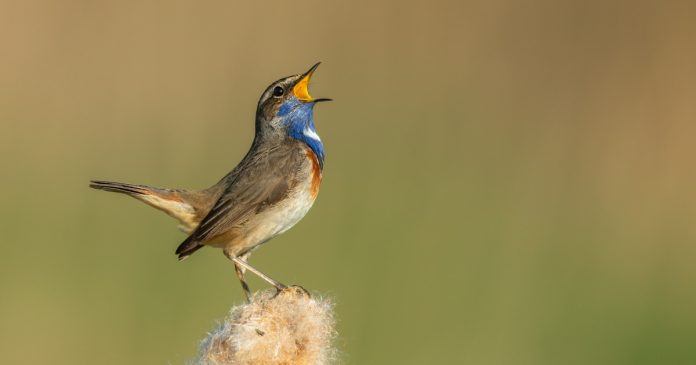 bird-and-their-songs-boost-our-mental-health,-study-finds