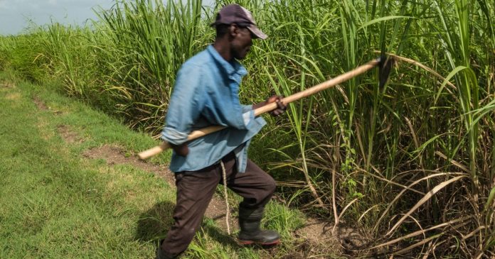 us-bans-sugar-imports-from-top-dominican-producer-over-forced-labor-allegations